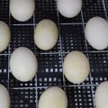 The eggs of a musky duck lying in an incubator