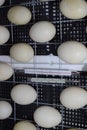 The eggs of a musky duck lying in an incubator