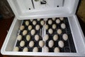 The eggs of a musky duck lying in an incubator.