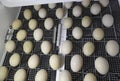 The eggs of a musky duck lying in an incubator.