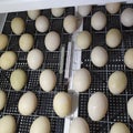 The eggs of a musky duck lying in an incubator