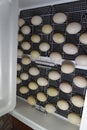 The eggs of a musky duck lying in an incubator