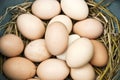 Eggs in nest