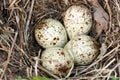 Eggs in the nest