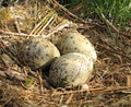 Eggs in nest.