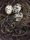 Eggs in a nest background Royalty Free Stock Photo