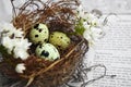 Eggs in nest on Bible Royalty Free Stock Photo