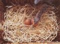 eggs on nest and Cat touches the eggs. Organic chicken eggs in the nest with gray cat near nest. Royalty Free Stock Photo