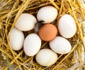 Eggs in nest food straw chicken