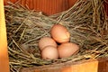 Eggs in nest