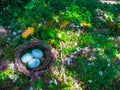 Eggs in a nest in green grass. The Easter Holiday concept