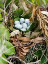 Eggs in a nest in a guanabana tree.