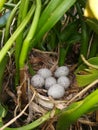 Eggs in a nest