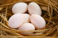 Eggs in nest on the nature, Fresh eggs for cooking or raw material, fresh eggs background Royalty Free Stock Photo