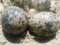 Eggs & Nest Of Red Wattled Lapwing Royalty Free Stock Photo
