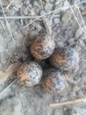 Eggs & Nest Of Red Wattled Lapwing Royalty Free Stock Photo