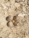 Eggs & Nest Of Red Wattled Lapwing Royalty Free Stock Photo