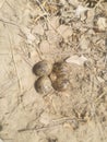 Eggs & Nest Of Red Wattled Lapwing Royalty Free Stock Photo