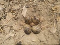 Eggs & Nest Of Red Wattled Lapwing Royalty Free Stock Photo