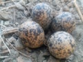 Eggs & Nest Of Red Wattled Lapwing Royalty Free Stock Photo