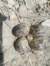 Eggs & Nest Of Red Wattled Lapwing Royalty Free Stock Photo
