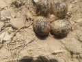 Eggs & Nest Of Red Wattled Lapwing Royalty Free Stock Photo