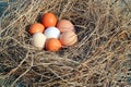 Eggs in a nest. Royalty Free Stock Photo