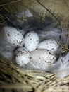 Swallows Eggs in a Nest