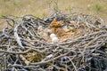 Eggs of Steppe eagle or Aquila nipalensis Royalty Free Stock Photo