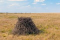 Steppe eagle sits in nest ion ground Royalty Free Stock Photo