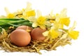 Eggs in a nest of straw and daffodils isolated on white backgr Royalty Free Stock Photo