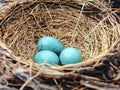 Eggs in the Nest: Three bright blue American robin eggs nestled in the birds nest Royalty Free Stock Photo