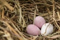 Eggs in a nest