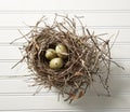 Eggs in Nest on Wood