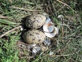 Eggs of the northern lapwing Royalty Free Stock Photo
