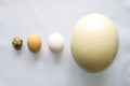 Eggs - ostrich, chicken and quail is on gray background in order of decreasing or increasing relative to size top view. Concept or Royalty Free Stock Photo