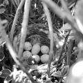 Eggs from oval strong shell waiting their mother in nest Royalty Free Stock Photo