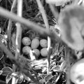 Eggs from oval strong shell waiting their mother in nest Royalty Free Stock Photo