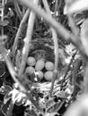 Eggs from oval strong shell waiting their mother in nest