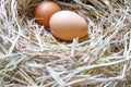 Chicken eggs in the ovary Royalty Free Stock Photo