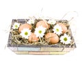 Eggs and oxeye daisy flower in flowerpot