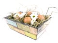 Eggs and oxeye daisy flower in flowerpot