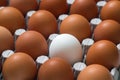 Eggs in a cardboard box, one white egg among the brown eggs Royalty Free Stock Photo