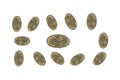 Eggs of parasite in stool examination on white background