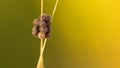 Eggs of the pest on a spike of wheat, macro, close-up Royalty Free Stock Photo