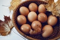 eggs leaf braun color plate white background close-up food healthy