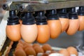 Eggs production line