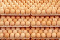 Lot of eggs on tray from breeders farm. Royalty Free Stock Photo