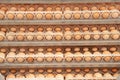 Lot of eggs on tray from breeders farm. Royalty Free Stock Photo
