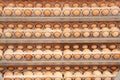 Lot of eggs on tray from breeders farm. Royalty Free Stock Photo